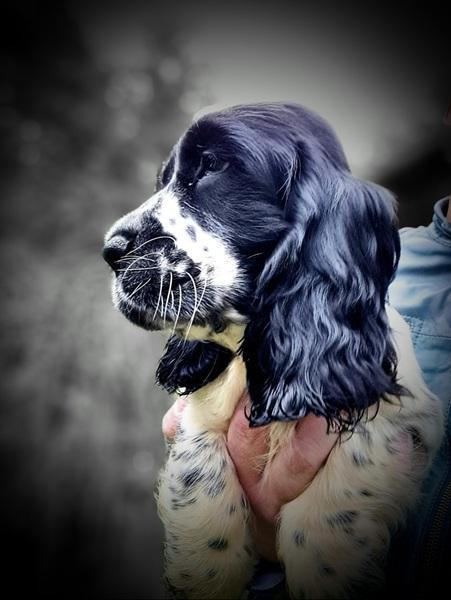 spaniel-1