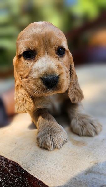 spaniel-10