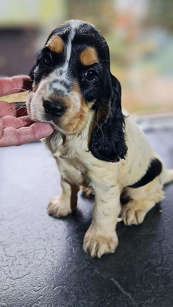 spaniel-11