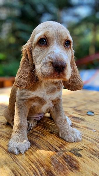 spaniel-12