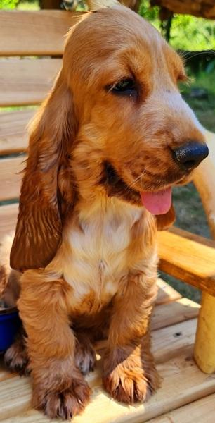 spaniel-13