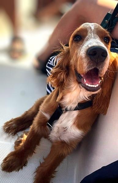 spaniel-15