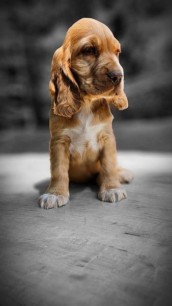 spaniel-16