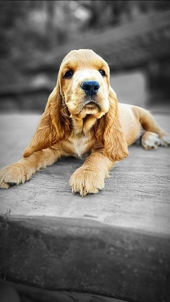 spaniel-17