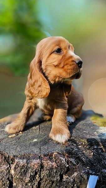 spaniel-18