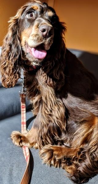 spaniel-2