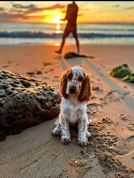spaniel-3