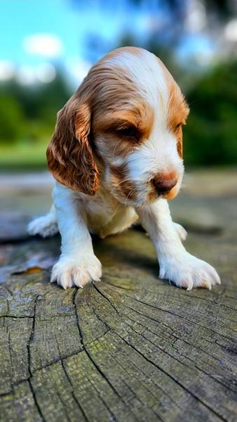 spaniel-4