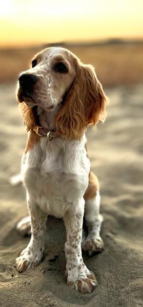 spaniel-5