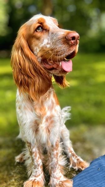 spaniel-6