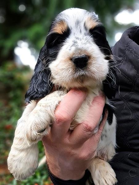 spaniel-7
