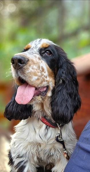 spaniel-8