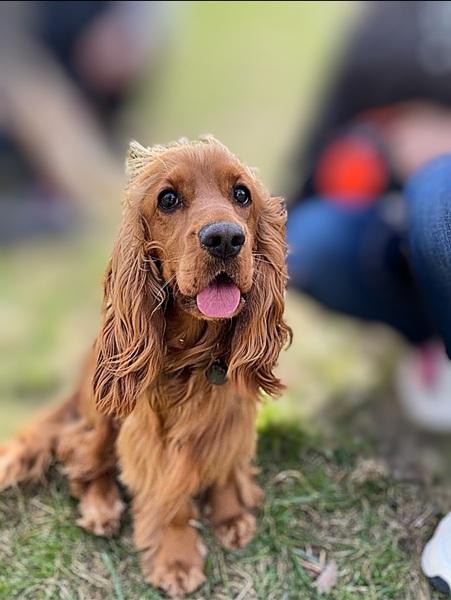 spaniel-9